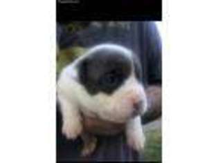 Mutt Puppy for sale in Wallingford, CT, USA