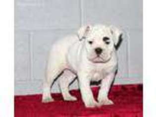 Olde English Bulldogge Puppy for sale in Quarryville, PA, USA