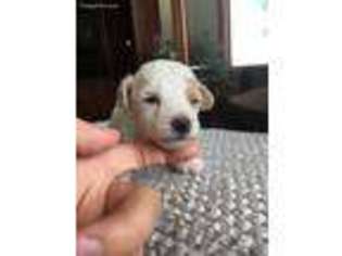 Mutt Puppy for sale in Keystone, IN, USA