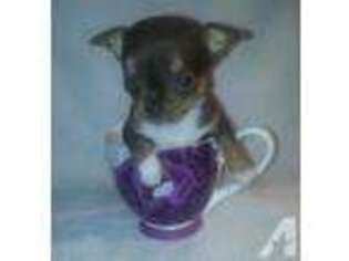 Chihuahua Puppy for sale in BROKEN ARROW, OK, USA