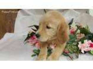 Labradoodle Puppy for sale in Fairfax, SC, USA