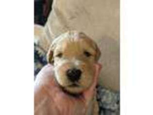 Goldendoodle Puppy for sale in Morganton, NC, USA