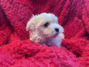 Maltese Puppy for sale in Liverpool, NY, USA