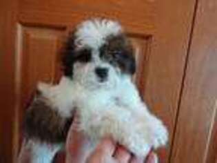 Shih-Poo Puppy for sale in Chicago, IL, USA