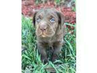 Labrador Retriever Puppy for sale in Hialeah, FL, USA