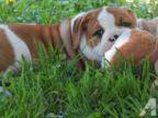 Olde English Bulldogge Puppy for sale in JACKSON, MI, USA
