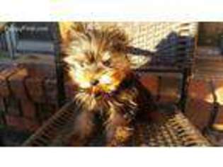 Yorkshire Terrier Puppy for sale in Wichita Falls, TX, USA