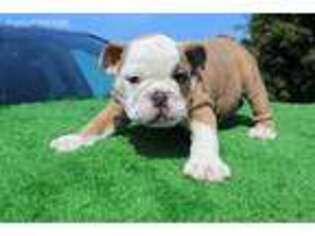 Bulldog Puppy for sale in Deltona, FL, USA