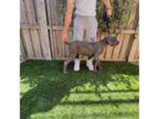 Cane Corso Puppy for sale in Visalia, CA, USA