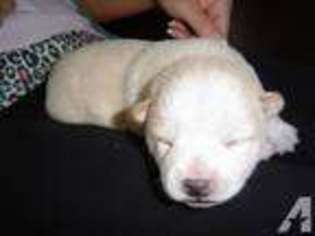 Shiba Inu Puppy for sale in CARLSBAD, CA, USA