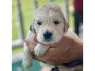 Mutt Puppy for sale in Shady Spring, WV, USA