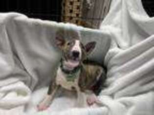 Bull Terrier Puppy for sale in Sacramento, CA, USA