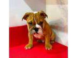 Bulldog Puppy for sale in Bayville, NJ, USA