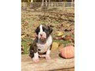 Boxer Puppy for sale in Heiskell, TN, USA