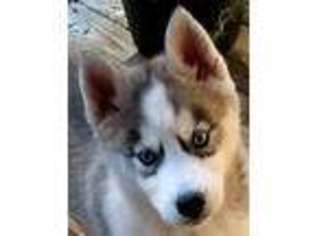 Siberian Husky Puppy for sale in Windsor, SC, USA