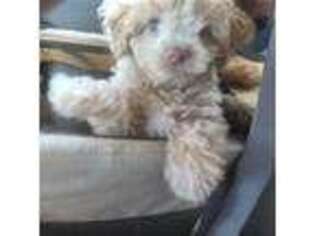 Mutt Puppy for sale in Garyville, LA, USA