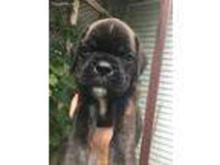 Boxer Puppy for sale in Iowa City, IA, USA