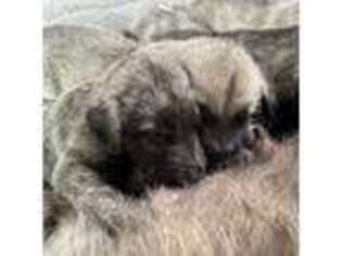 Irish Wolfhound Puppy for sale in Thompson Falls, MT, USA