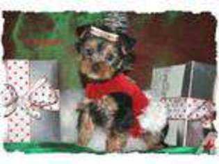 Yorkshire Terrier Puppy for sale in VACAVILLE, CA, USA