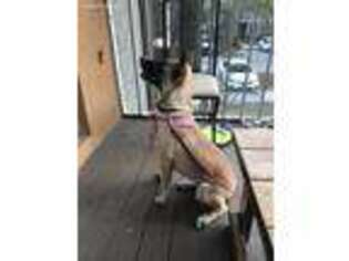 Belgian Malinois Puppy for sale in Jacksonville, FL, USA
