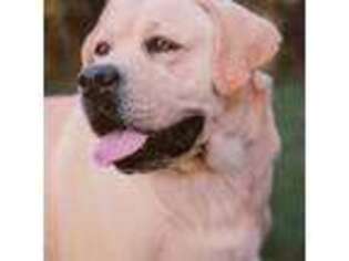 Labrador Retriever Puppy for sale in Owosso, MI, USA
