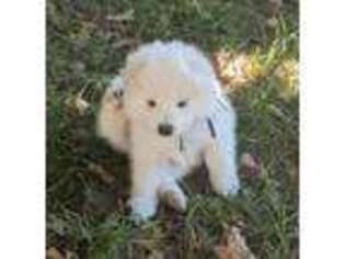 Samoyed Puppy for sale in Springfield, IL, USA