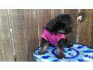 Mutt Puppy for sale in TUJUNGA, CA, USA