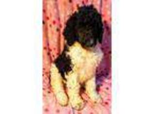 Mutt Puppy for sale in Alliance, NE, USA