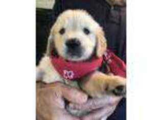 Golden Retriever Puppy for sale in Hillsdale, MI, USA