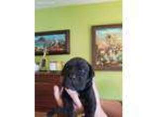 Cane Corso Puppy for sale in Woodland Park, NJ, USA