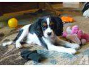 Cavalier King Charles Spaniel Puppy for sale in YUBA CITY, CA, USA