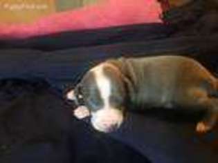 Italian Greyhound Puppy for sale in New Harmony, IN, USA