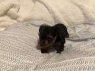 Yorkshire Terrier Puppy for sale in Coon Rapids, MN, USA