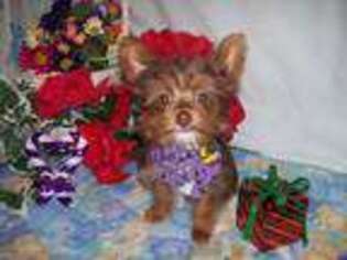 Yorkshire Terrier Puppy for sale in Show Low, AZ, USA