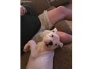 Dogo Argentino Puppy for sale in Broad Run, VA, USA