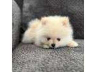 Pomeranian Puppy for sale in Hesperia, CA, USA