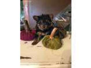 Yorkshire Terrier Puppy for sale in Athens, WI, USA