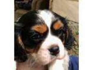 Cavalier King Charles Spaniel Puppy for sale in Rolla, MO, USA