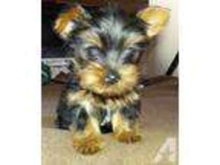 Yorkshire Terrier Puppy for sale in NATIONAL CITY, CA, USA