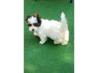 Biewer Terrier Puppy for sale in San Francisco, CA, USA