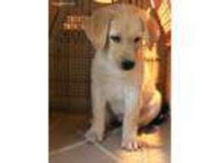 Labrador Retriever Puppy for sale in Yuma, AZ, USA