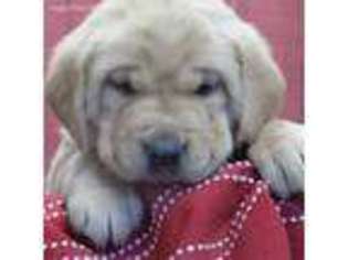 Mutt Puppy for sale in Camden, IN, USA