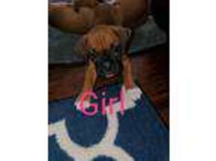 Boxer Puppy for sale in Valrico, FL, USA