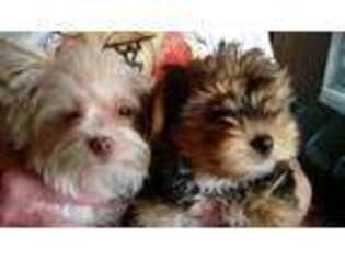 Yorkshire Terrier Puppy for sale in Bonners Ferry, ID, USA