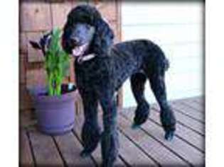 Mutt Puppy for sale in Brownsville, OR, USA
