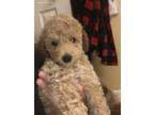 Goldendoodle Puppy for sale in Westminster, MD, USA