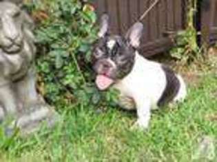French Bulldog Puppy for sale in GRASS VALLEY, CA, USA