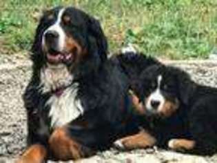 Bernese Mountain Dog Puppy for sale in Corning, NY, USA