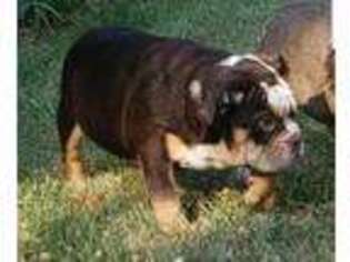 Bulldog Puppy for sale in New Lisbon, WI, USA