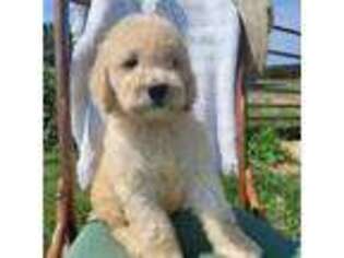 Goldendoodle Puppy for sale in Grovespring, MO, USA